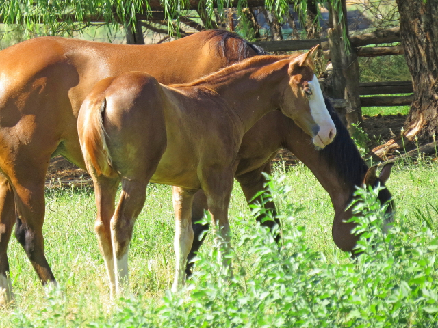 Horse Reproductive Services (7)