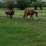 Appaloosa Ranch (3)